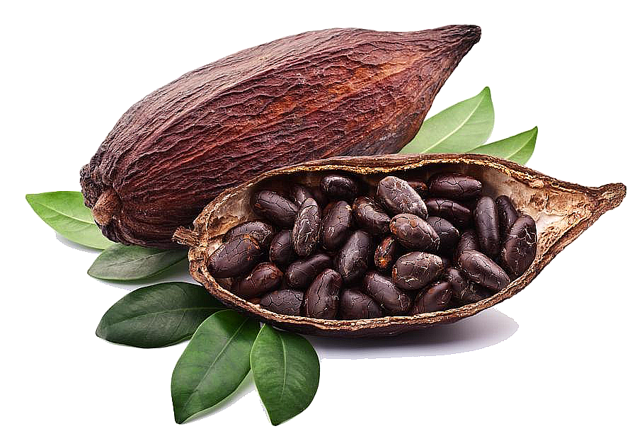 Cacao en granos